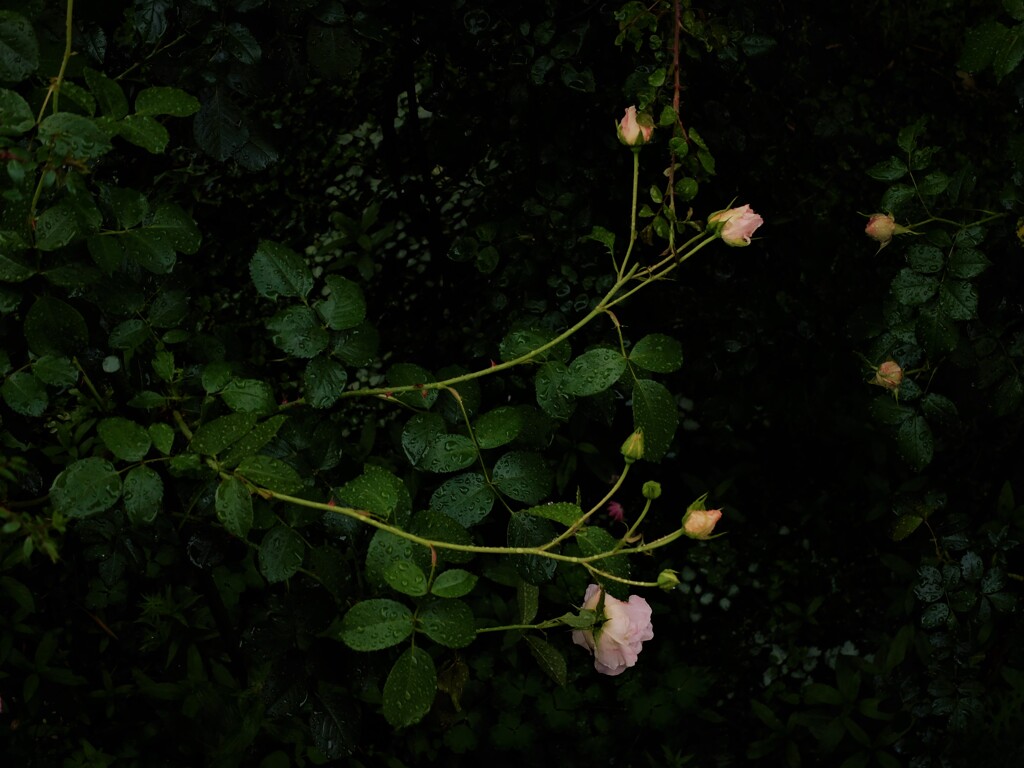 DSCF1992 (2)