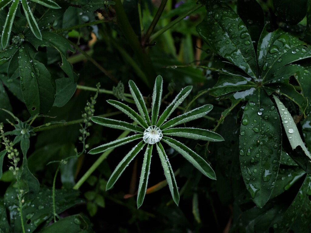 DSCF4484