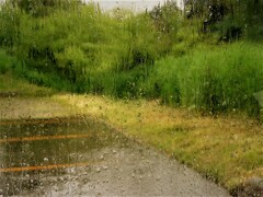 IMG_6774 (2)