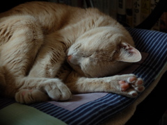 DSCF5704