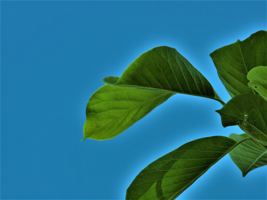 P6075619
