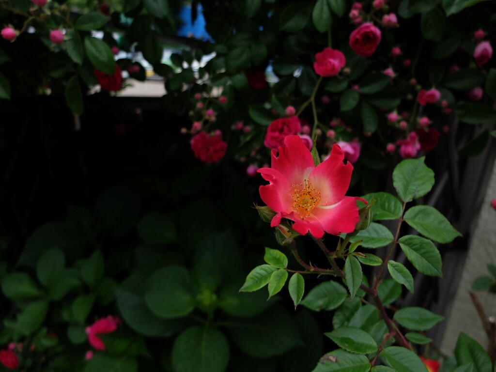 DSCF2086 (2)