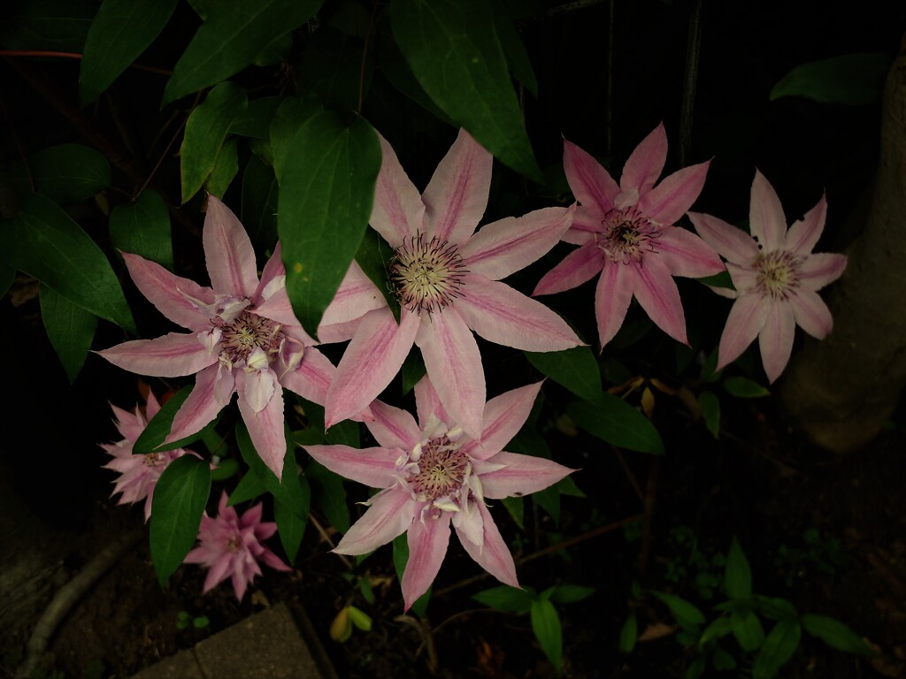 DSCF0950 (2)