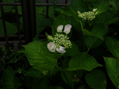 DSCF5378