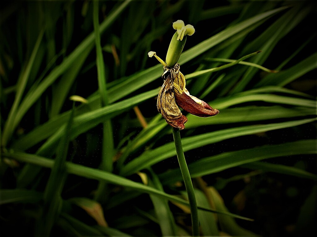 IMG_3000.jpg01