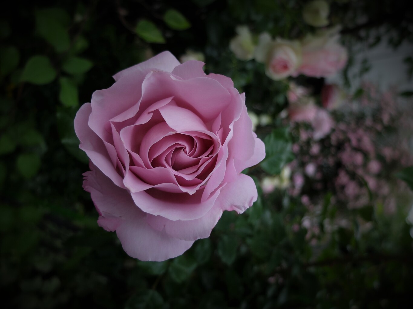 DSCF2190 (2)