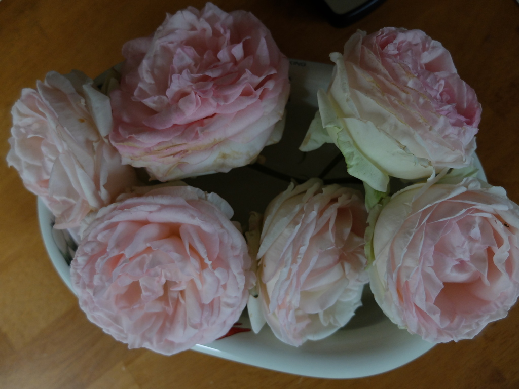 DSCF2042