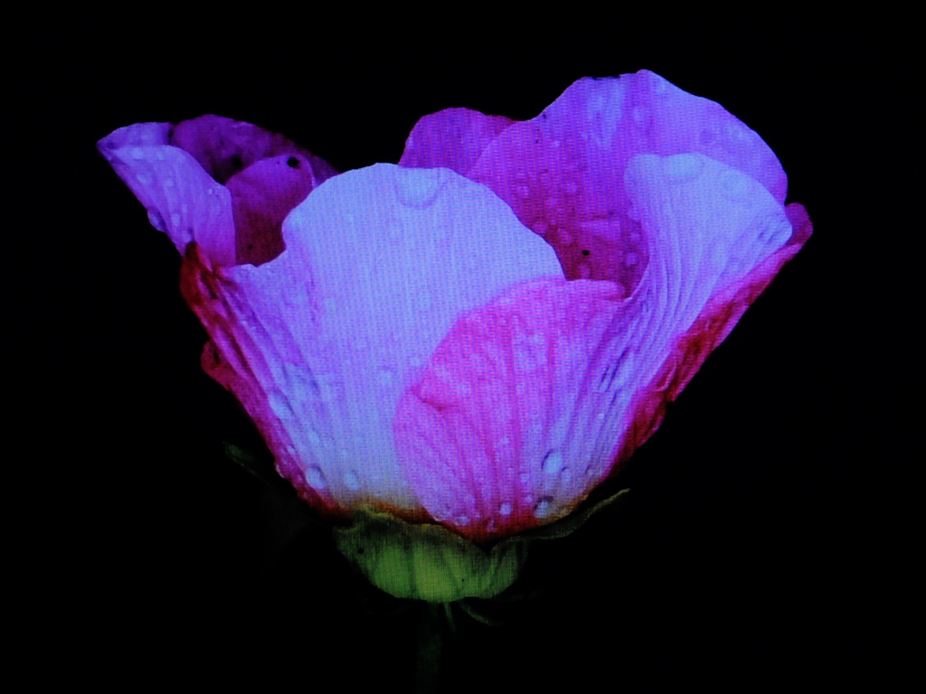DSCF6467