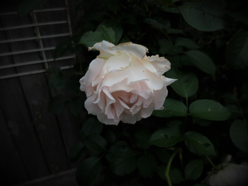 DSCF2217 (2)