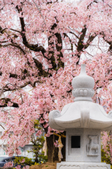 灯篭と桜色