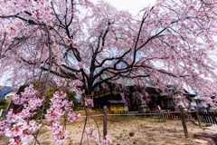 観音神社枝垂桜