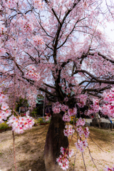 迫る枝垂桜　(観音神社）