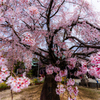 迫る枝垂桜　(観音神社）