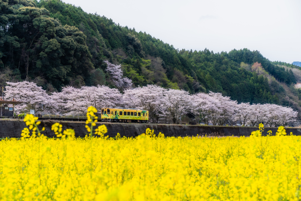 桜　菜の花　ホタル号