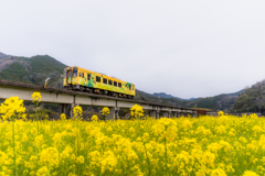 橋　菜の花　ホタル号