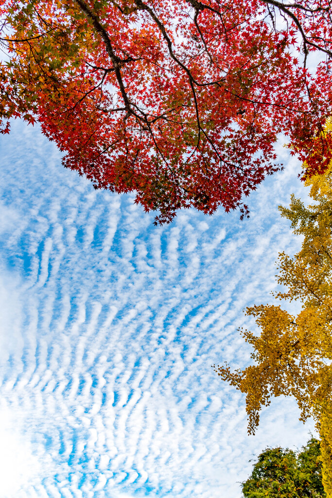 波打つ雲と紅葉