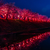 桜咲く住吉堤防敷の夜