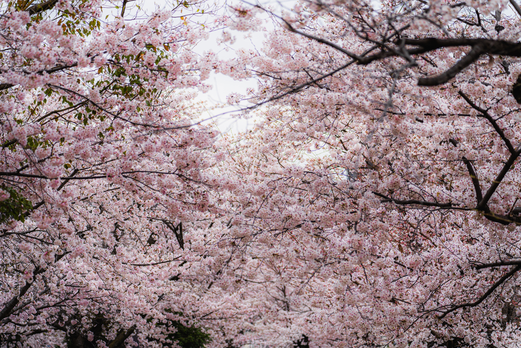 見上げた桜並木