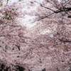 見上げた桜並木