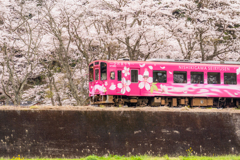 桜とひだまり