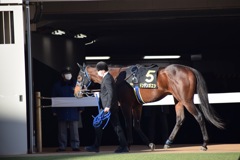 中山競馬場 パドック