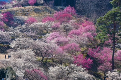 吉野梅郷