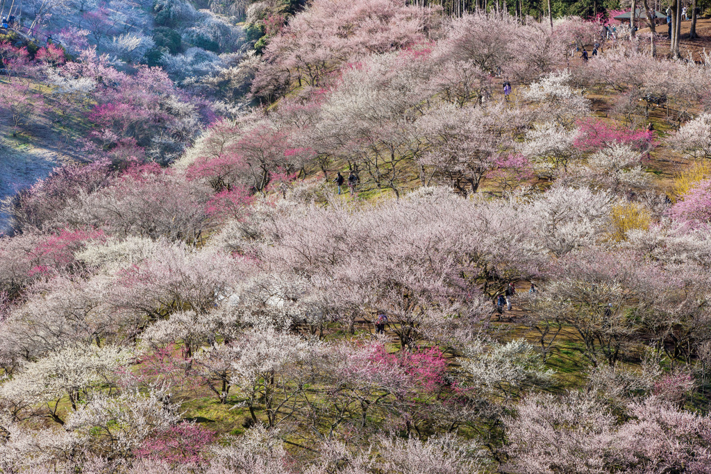 吉野梅郷