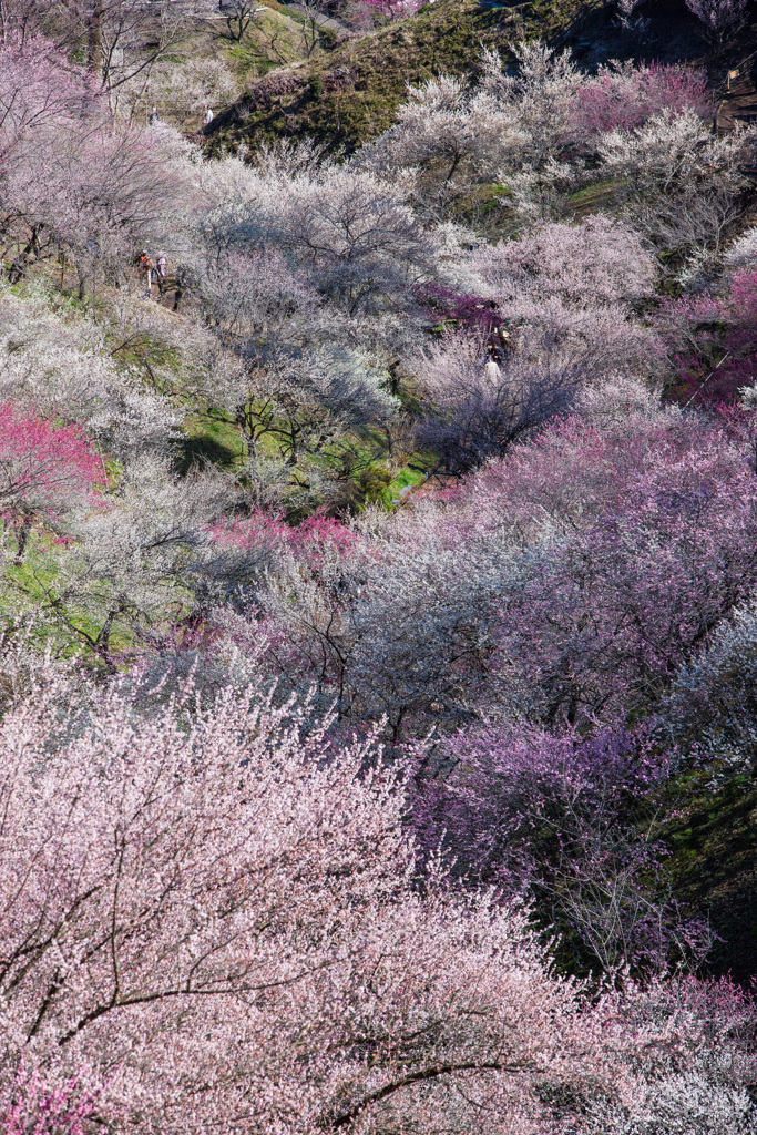 吉野梅郷