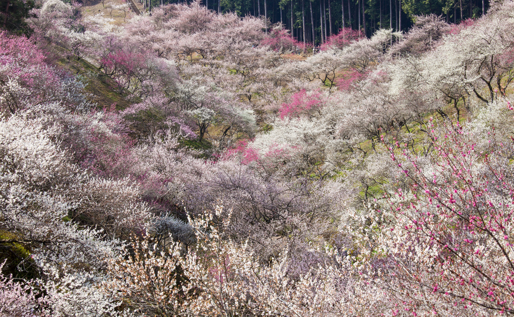 吉野梅郷