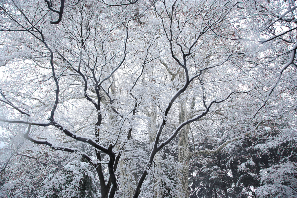 新宿御苑・雪