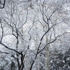 新宿御苑・雪