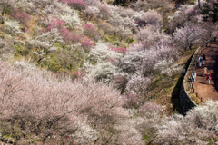 吉野梅郷