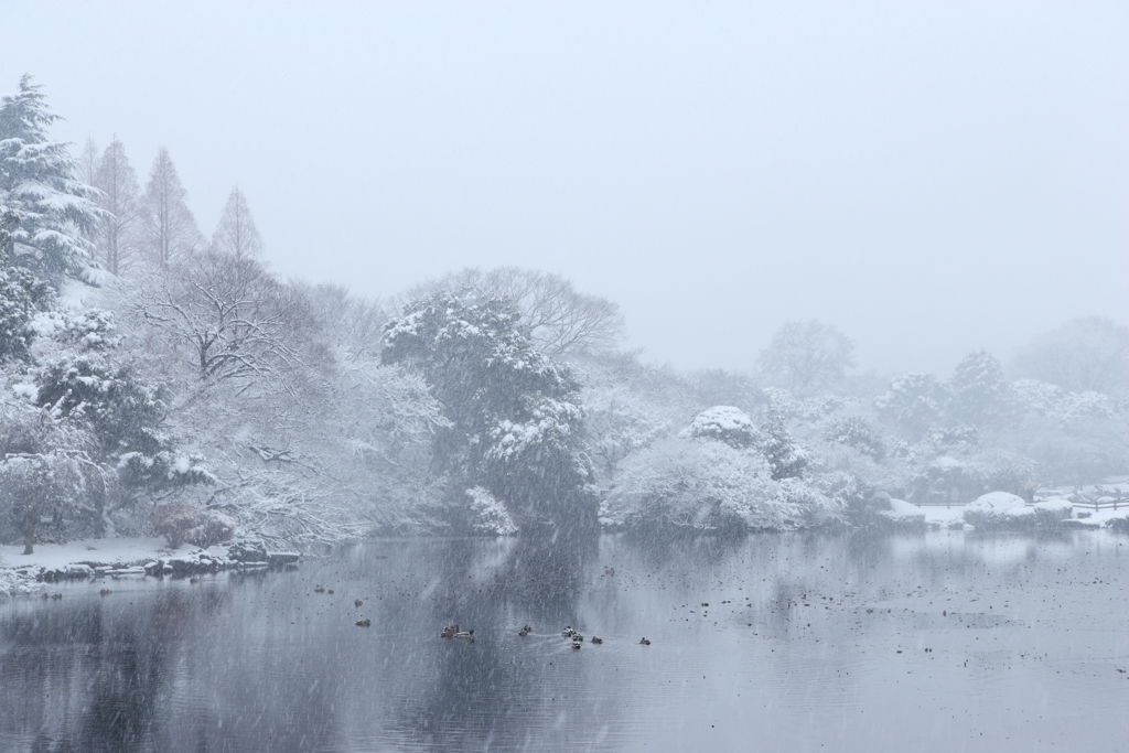 新宿御苑・雪