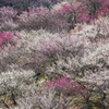 吉野梅郷