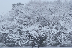 新宿御苑・雪