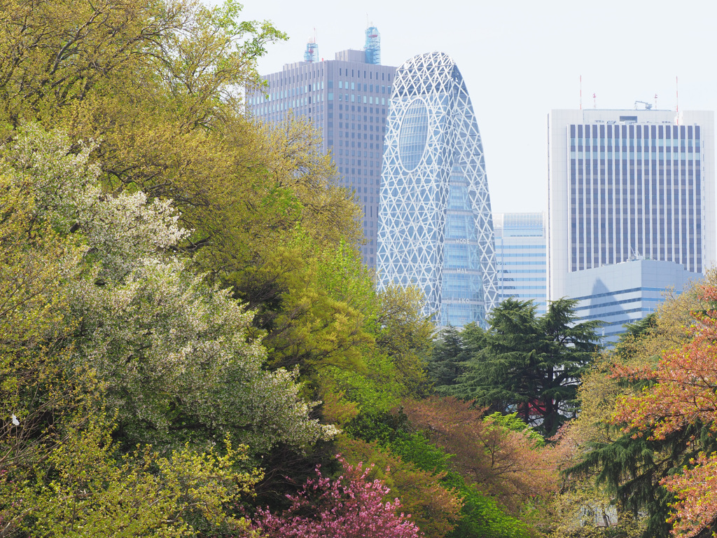 新宿御苑・春