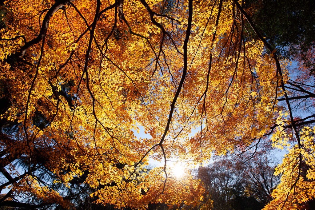 輝く紅葉（黄葉）