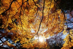 輝く紅葉（黄葉）