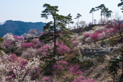 吉野梅郷