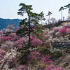 吉野梅郷