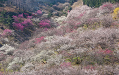 吉野梅郷