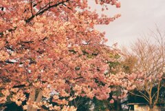 ２月桜