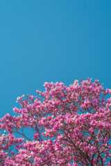 春の空