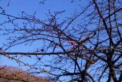 春よこい