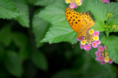 lonely  butterfly