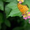 lonely  butterfly