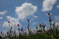 菖蒲