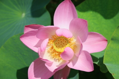 菩薩