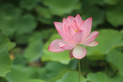 蓮　②