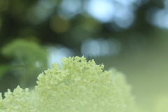 真昼の紫陽花　②
